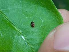 Scymnobius galapagoensis