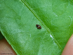 Scymnobius galapagoensis