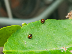 Pentilia chelsea