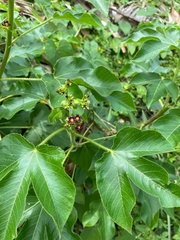 Jatropha gossypiifolia