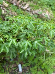 Jatropha gossypiifolia