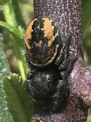Phidippus johnsoni