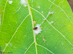 Scymnobius galapagoensis