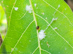 Scymnobius galapagoensis