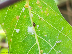 Scymnobius galapagoensis