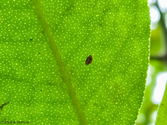 Scymnobius galapagoensis