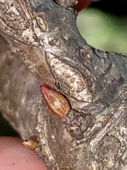 Andricus deciduatus