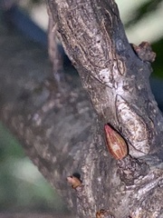 Andricus deciduatus