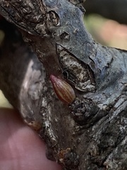 Andricus deciduatus