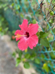 Hibiscus