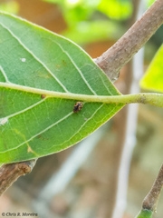 Scymnobius galapagoensis