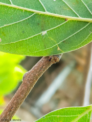 Scymnobius galapagoensis