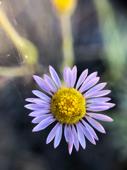 Erigeron filifolius