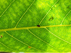 Scymnobius galapagoensis