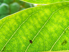 Scymnobius galapagoensis