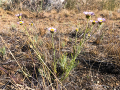 Erigeron filifolius