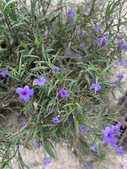 Ruellia simplex