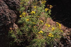Senecio erysimoides