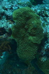 Psammocora columna