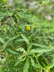 Momordica charantia