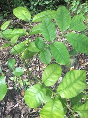 Dysoxylum spectabile