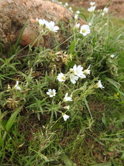 Cerastium arvense strictum
