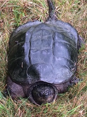 Chelydra