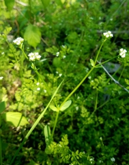 Valerianella radiata