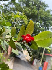 Ochna serrulata