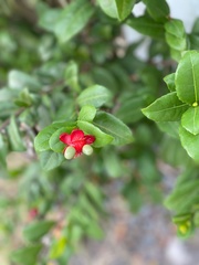 Ochna serrulata