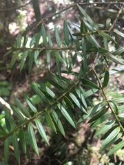 Podocarpus totara