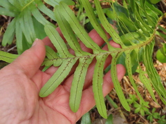 Polypodium scouleri image