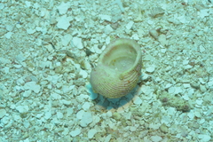 Neritopsis radula image