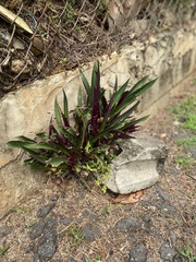 Tradescantia spathacea