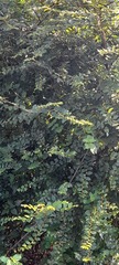 Oemleria cerasiformis