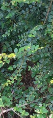 Oemleria cerasiformis