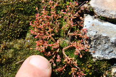 Crassula vaillantii