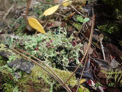 Cladonia imbricata