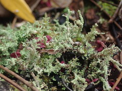 Cladonia imbricata