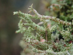 Cladonia imbricata