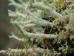Cladonia imbricata