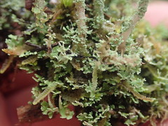 Cladonia imbricata