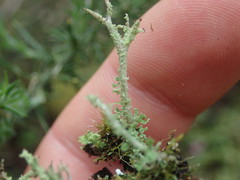 Cladonia imbricata