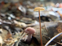 Rhizomarasmius