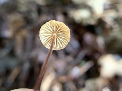 Rhizomarasmius