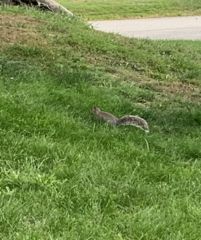 Sciurus carolinensis