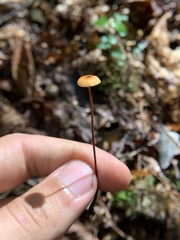 Rhizomarasmius
