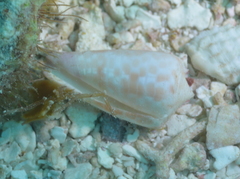 Conus tessulatus