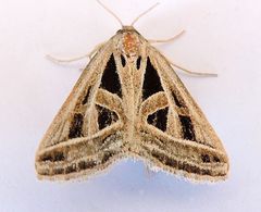 Callistege diagonalis