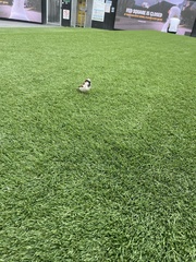 Passer domesticus